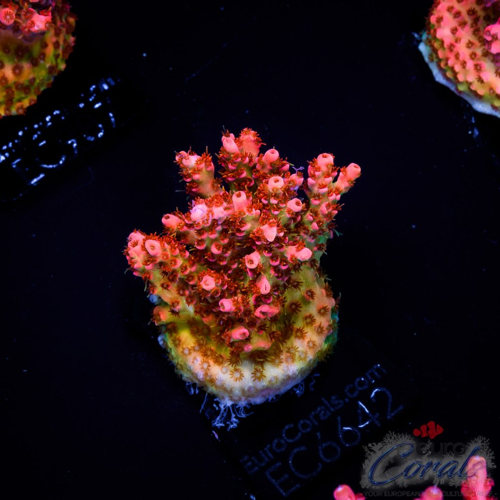 EC Acropora Aquaculture