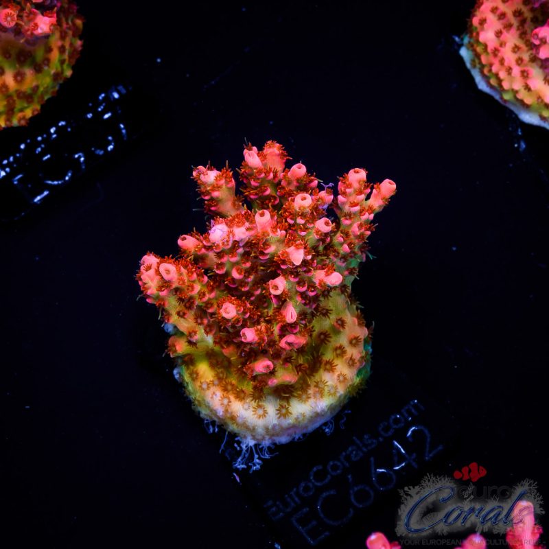 EC Acropora Aquaculture