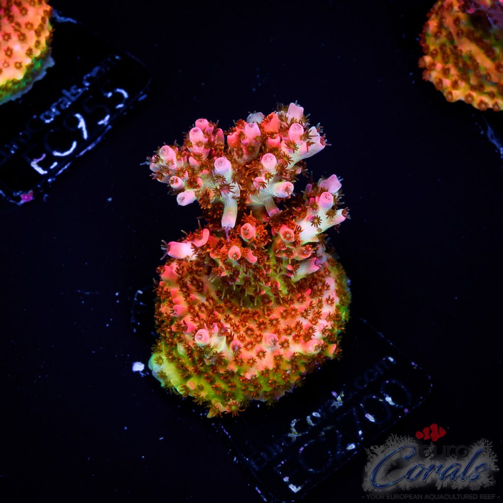 EC Acropora Aquaculture