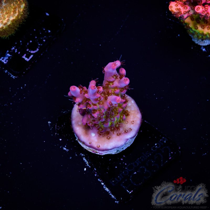 EC Acropora Aquaculture