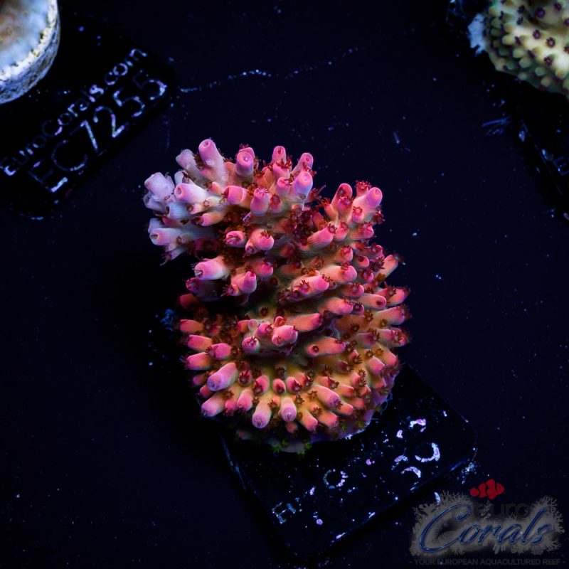 EC Acropora Aquaculture