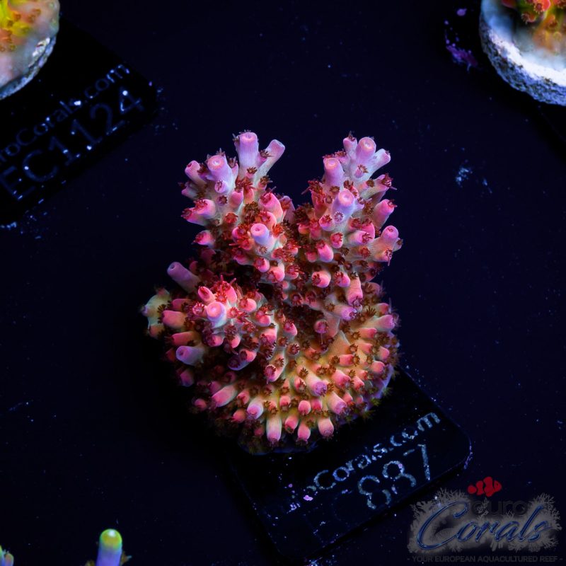 EC Acropora Aquaculture