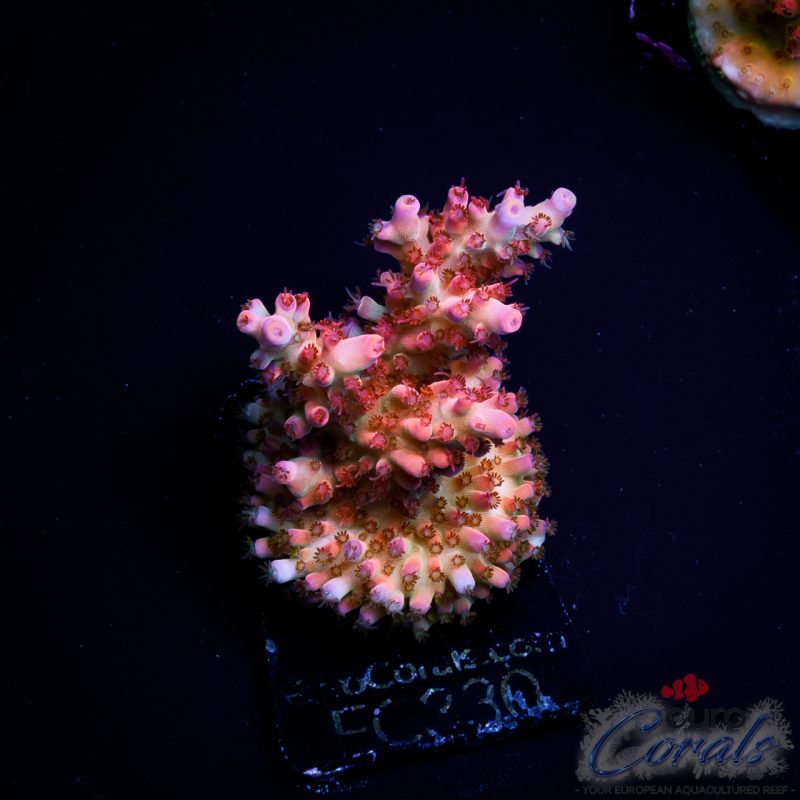EC Acropora Aquaculture