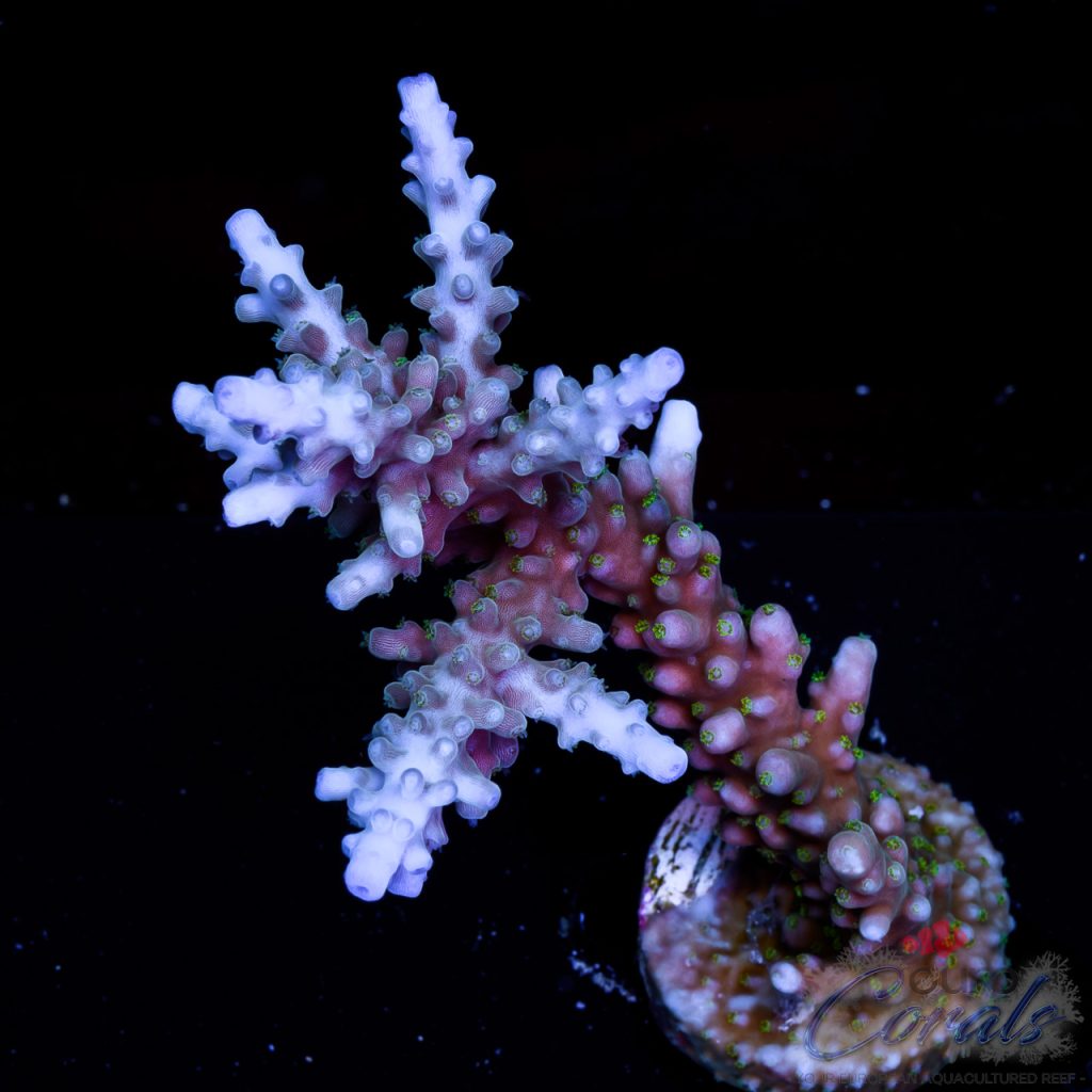 EC Acropora Aquaculture