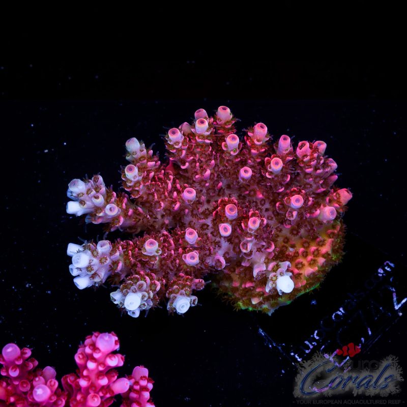 EC Acropora Aquaculture
