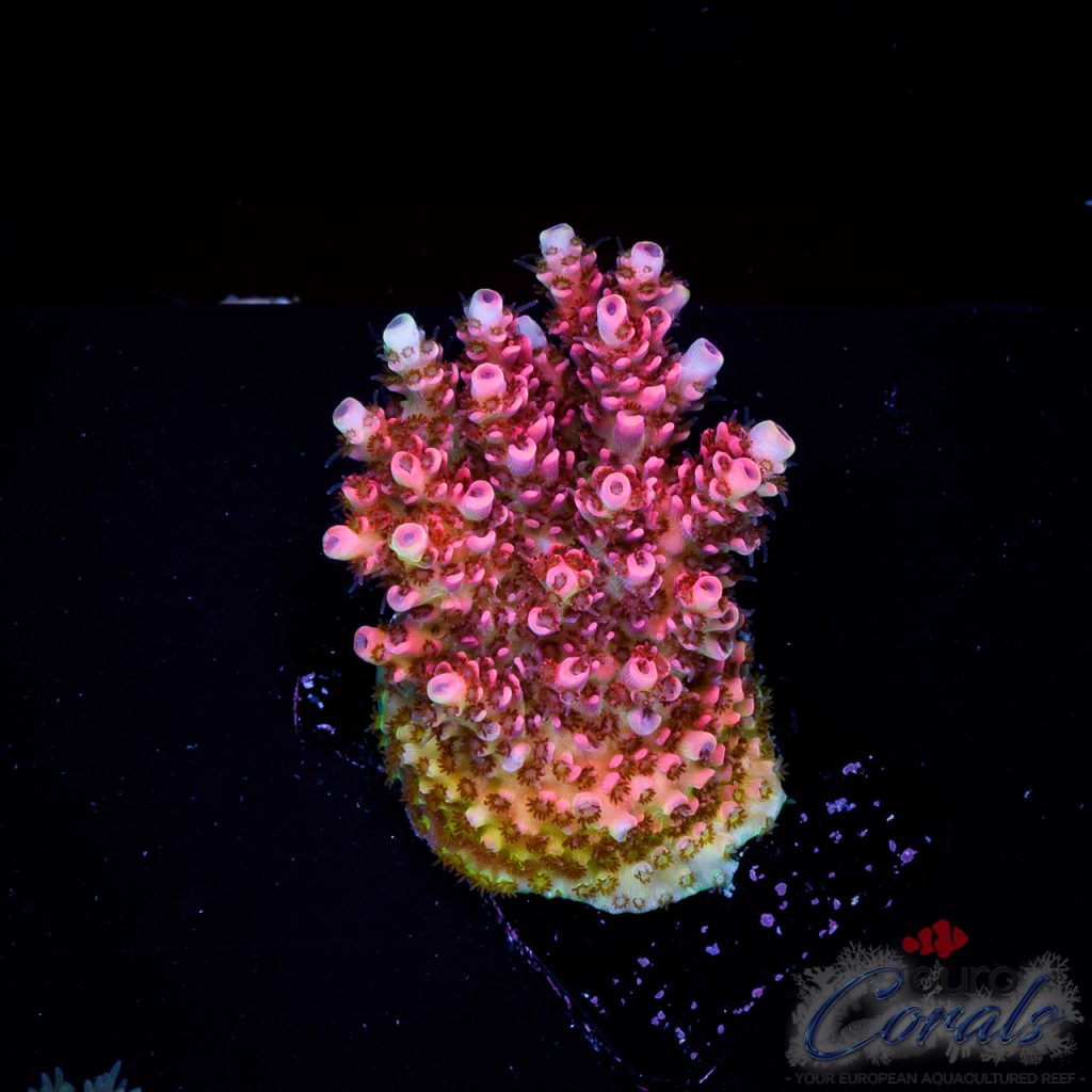 EC Acropora Aquaculture