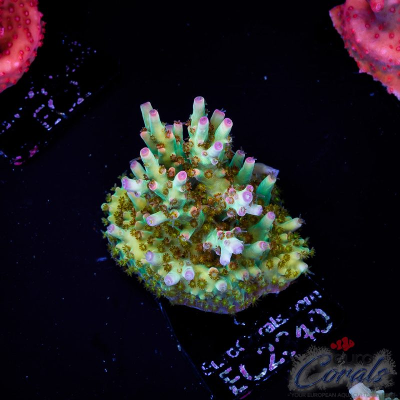 EC Acropora Aquaculture