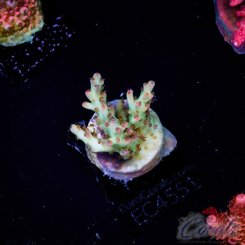 EC Acropora Aquaculture