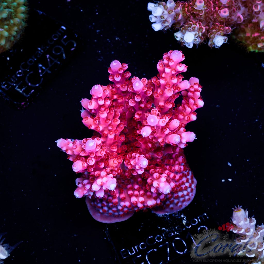 EC Acropora Aquaculture