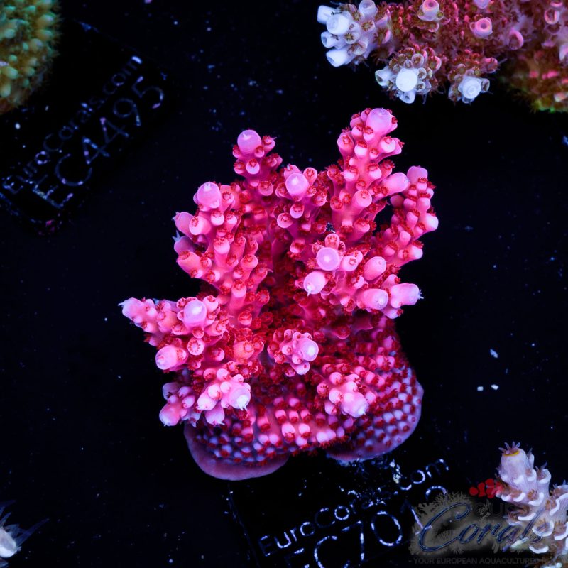 EC Acropora Aquaculture