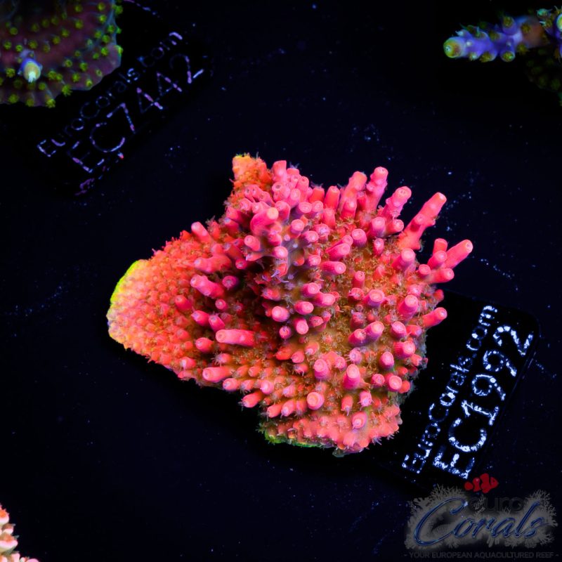 EC Acropora Aquaculture
