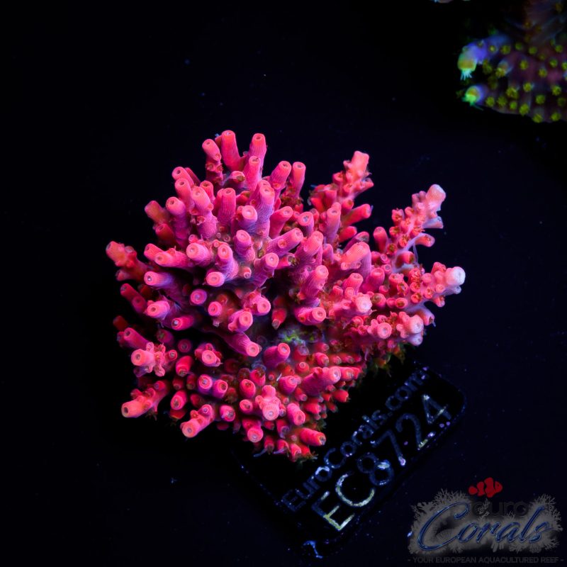 EC Acropora Aquaculture