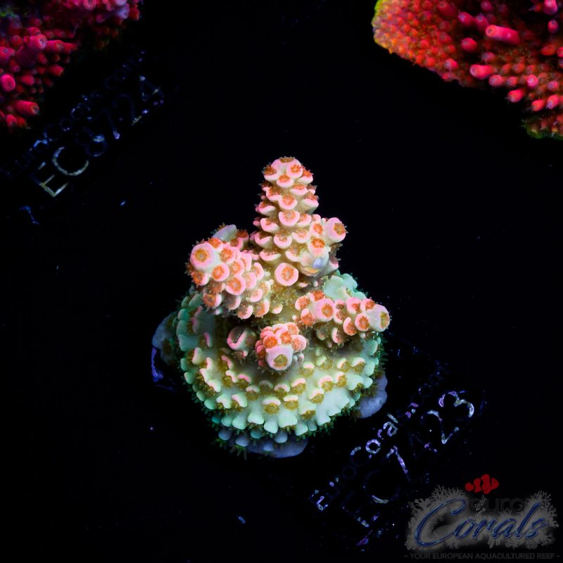 EC Acropora Aquaculture