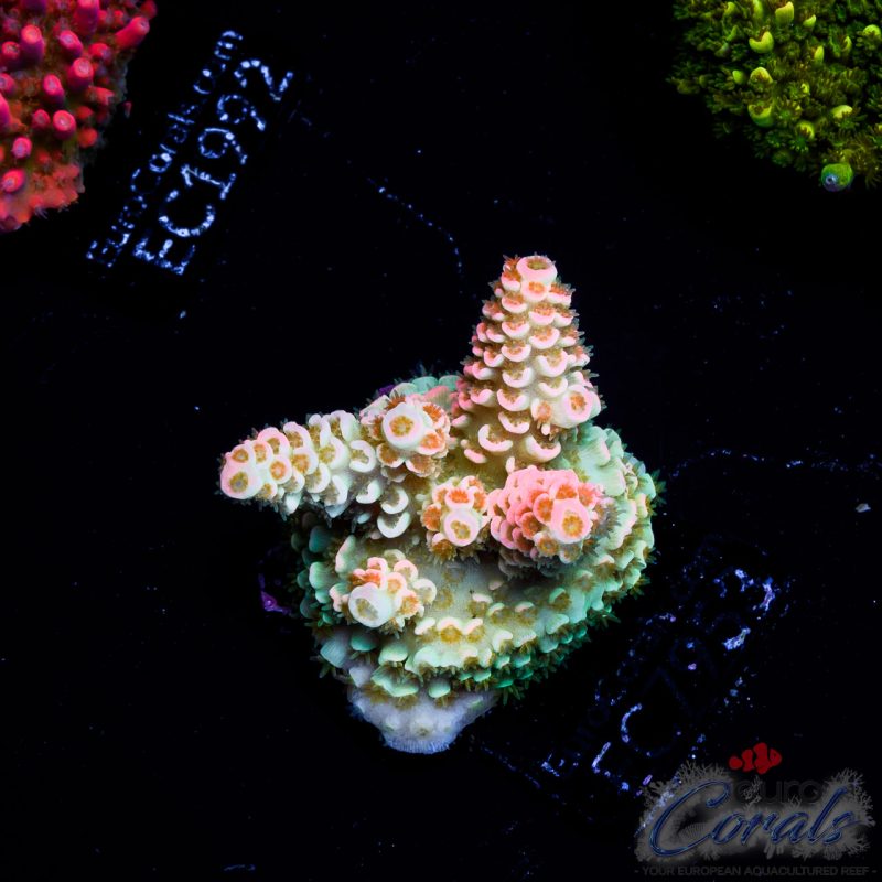EC Acropora Aquaculture
