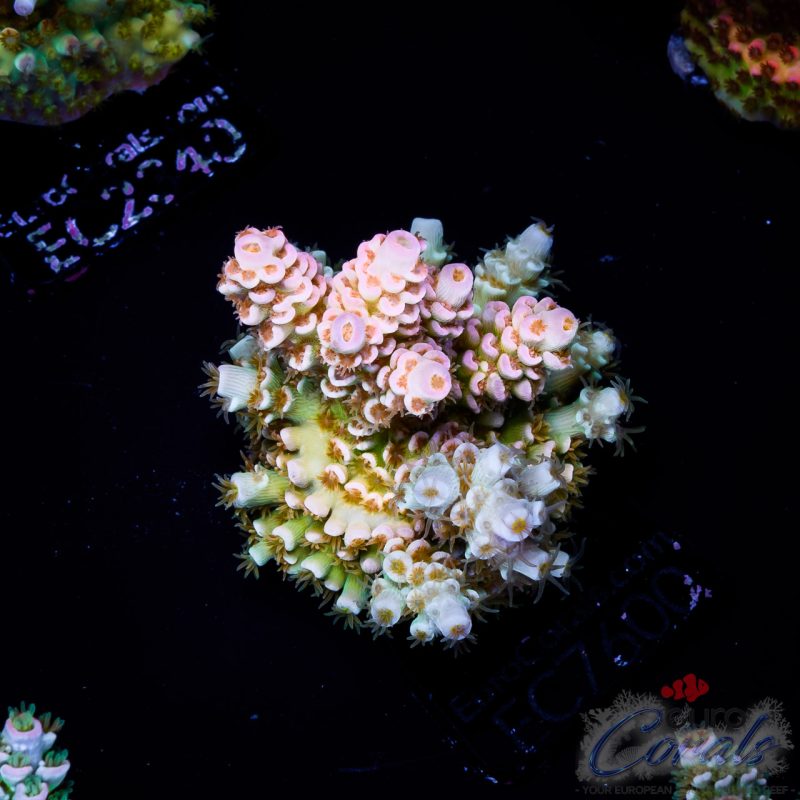 EC Acropora Aquaculture