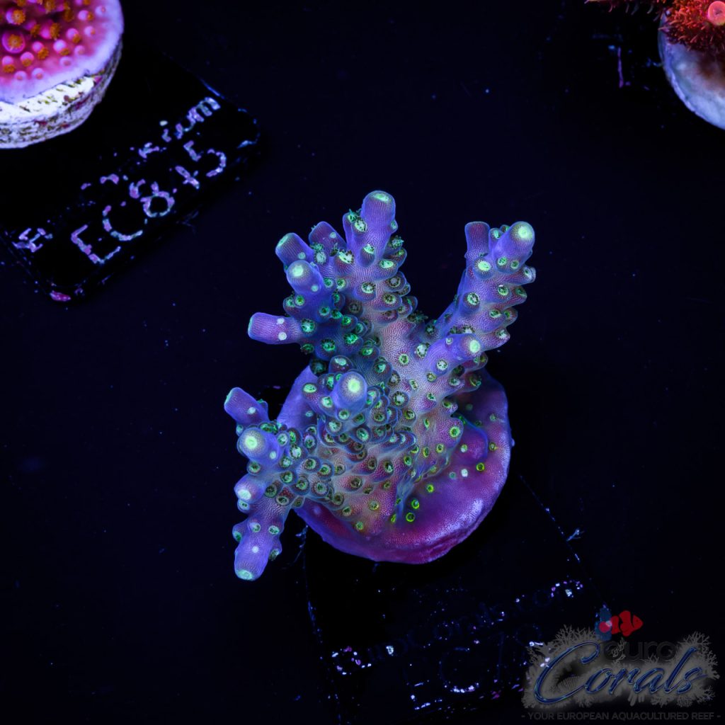 EC Acropora Aquaculture
