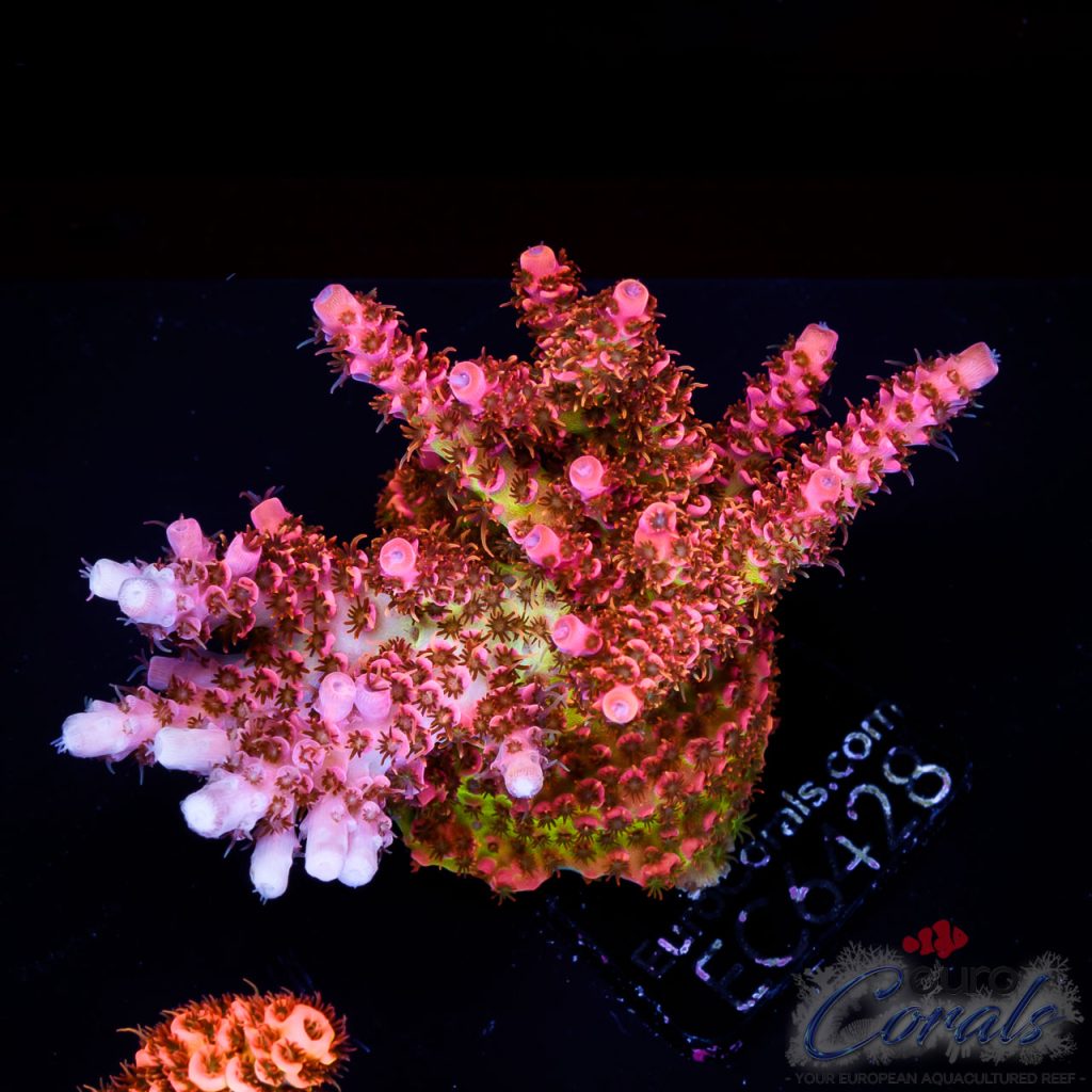 EC Acropora Aquaculture