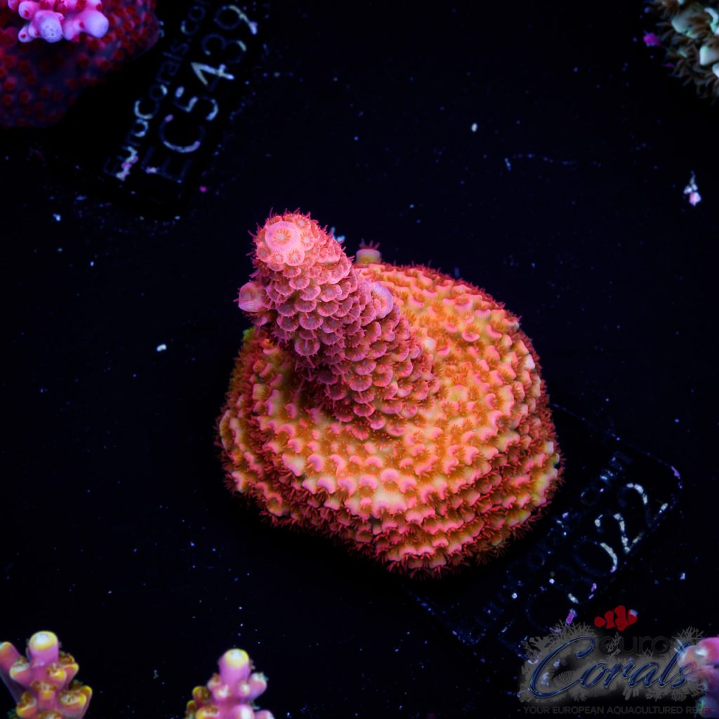 EC Acropora Aquaculture
