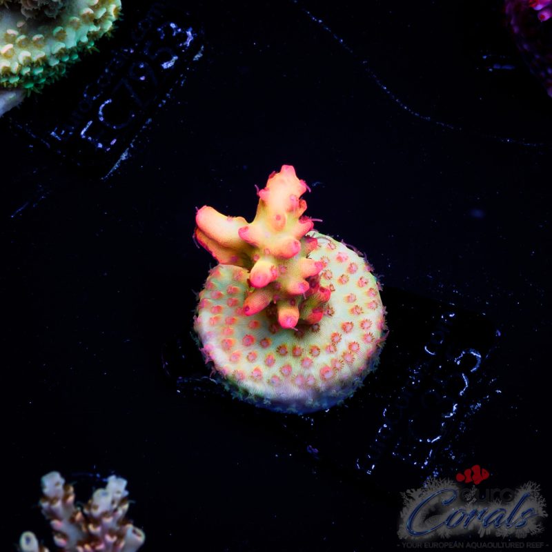 EC Acropora Aquaculture