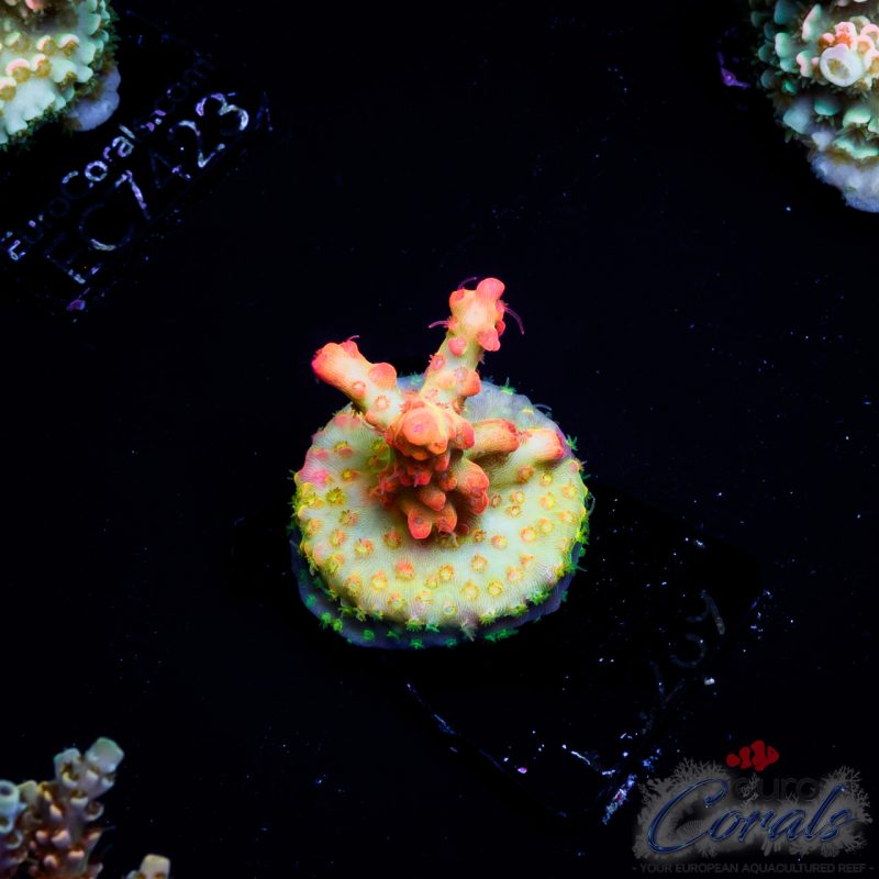 EC Acropora Aquaculture