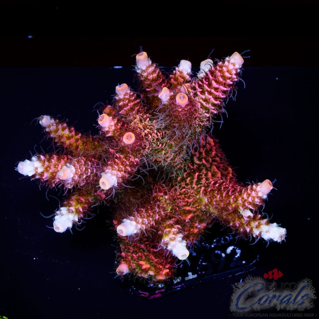 EC Acropora Aquaculture