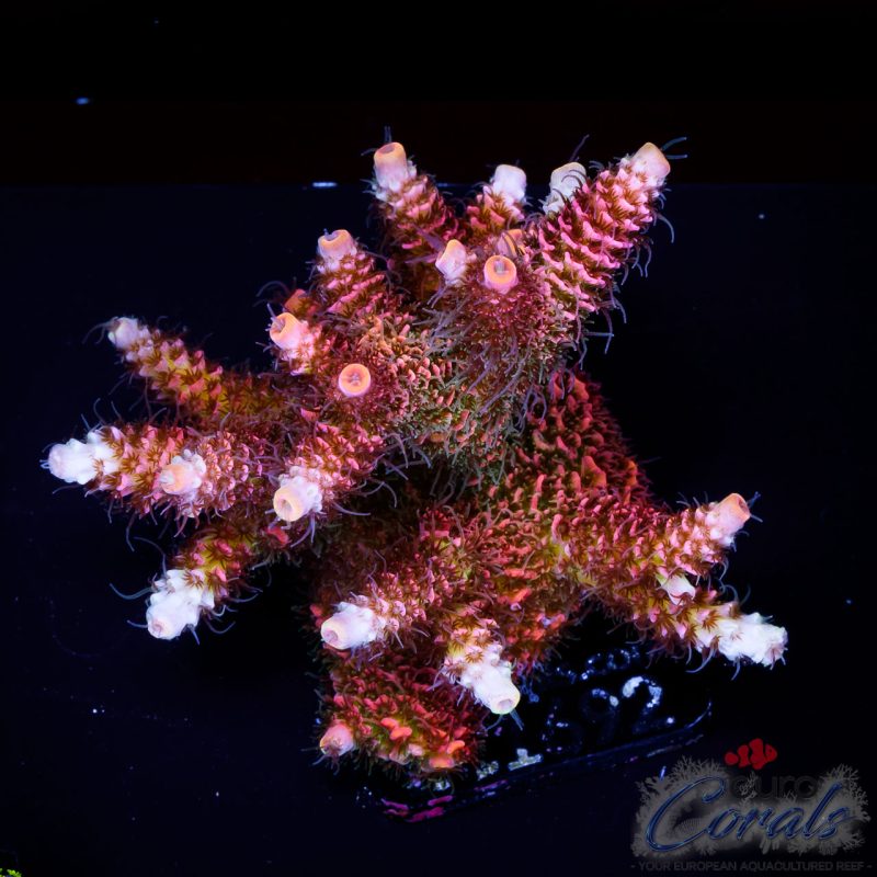 EC Acropora Aquaculture