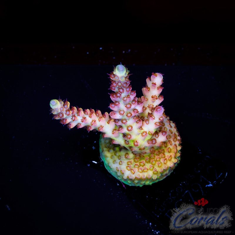 EC Acropora Aquaculture