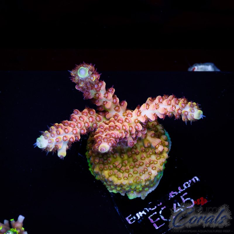 EC Acropora Aquaculture