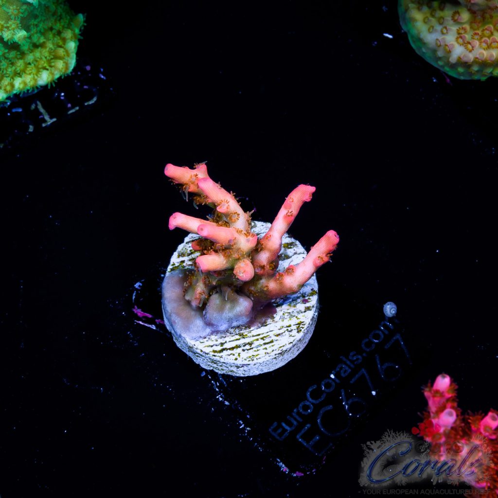 EC Acropora Aquaculture