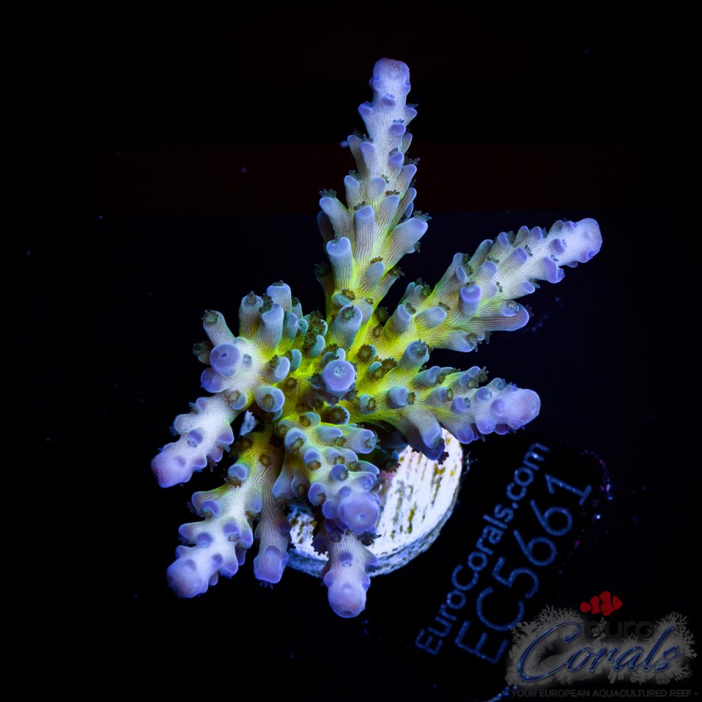 EC Acropora Aquaculture