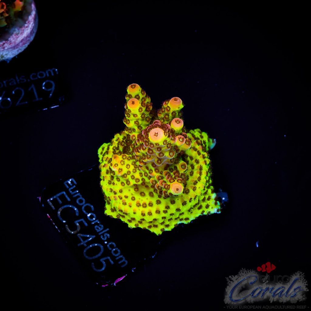 EC Acropora Aquaculture