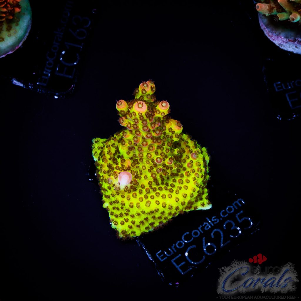 EC Acropora Aquaculture