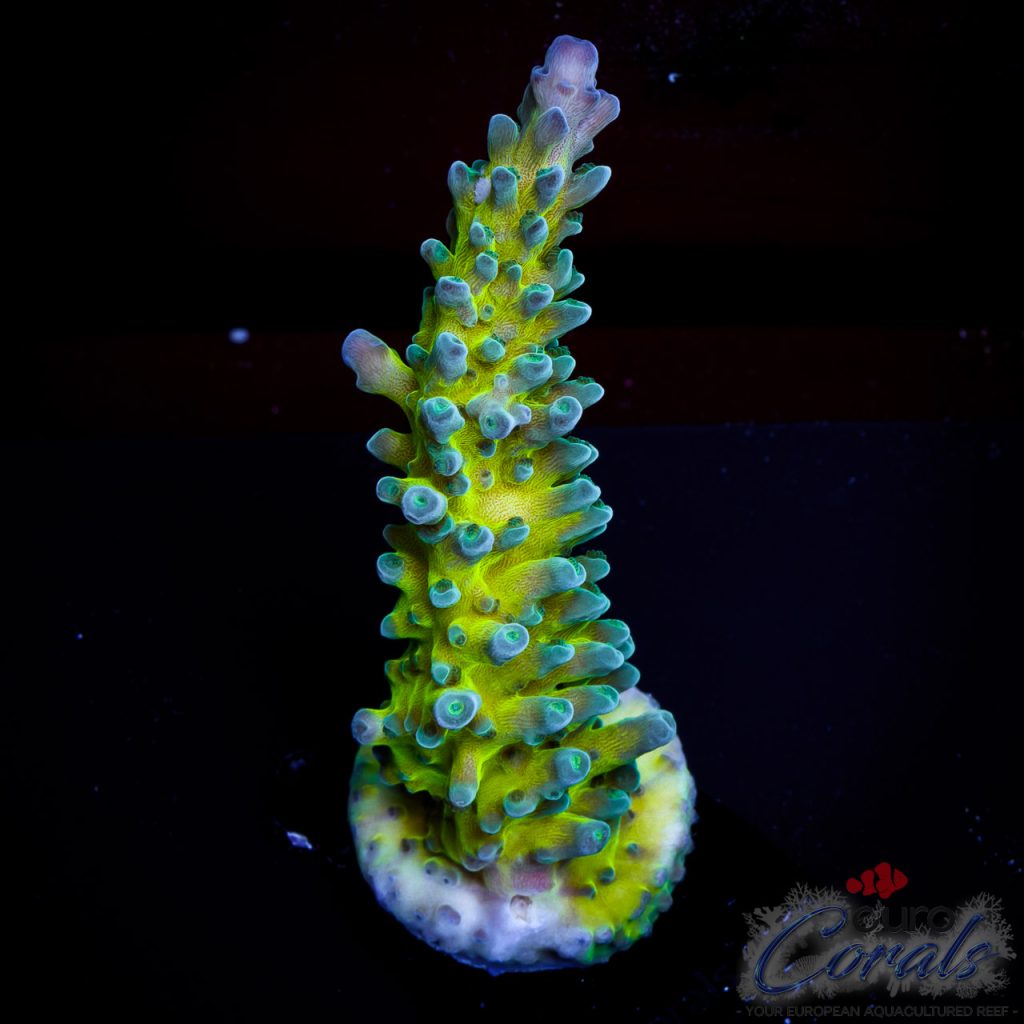 EC Acropora Aquaculture