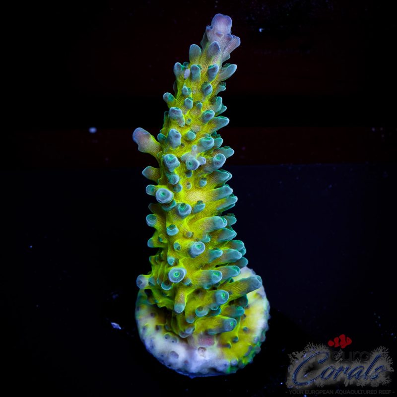 EC Acropora Aquaculture