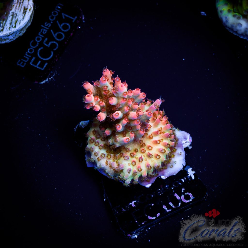 EC Acropora Aquaculture