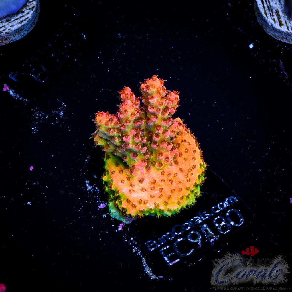 EC Acropora Aquaculture