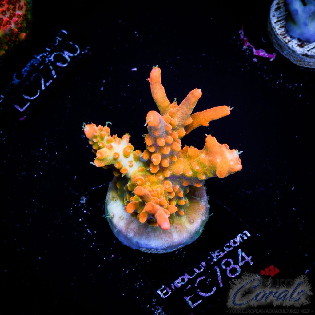 EC Acropora Aquaculture