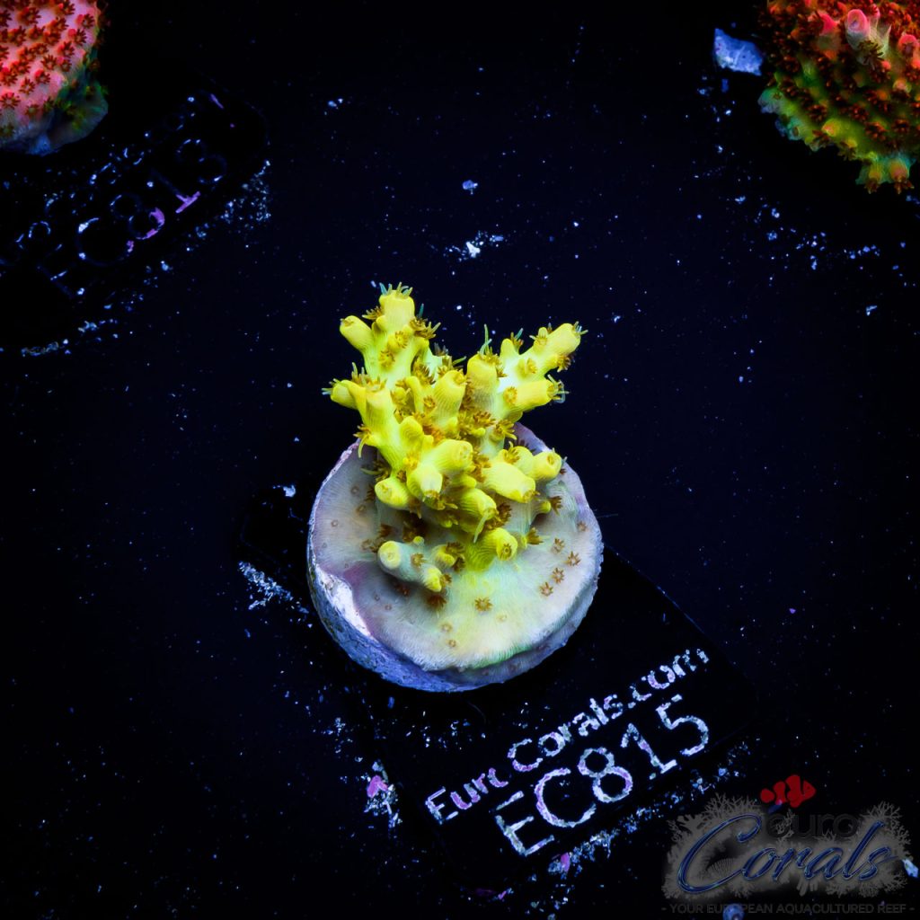 EC Acropora Aquaculture