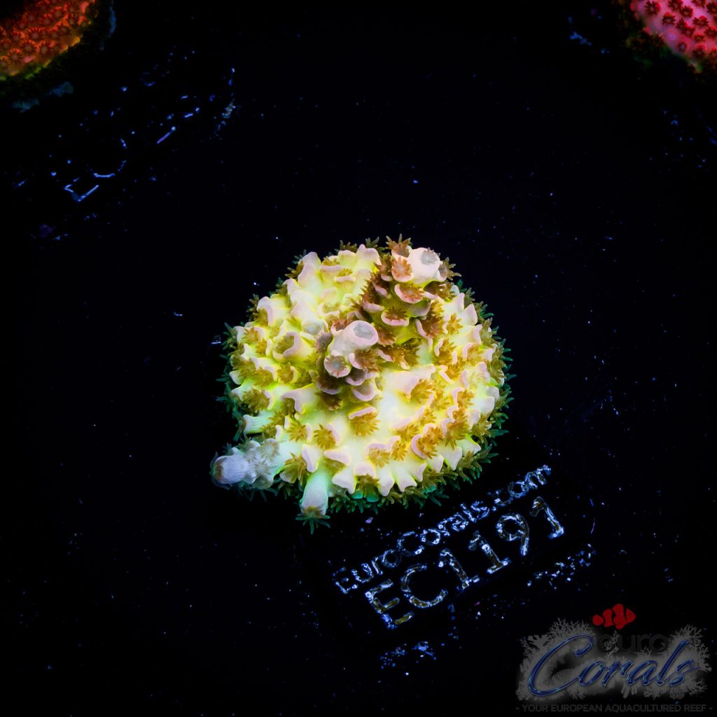 EC Acropora Aquaculture