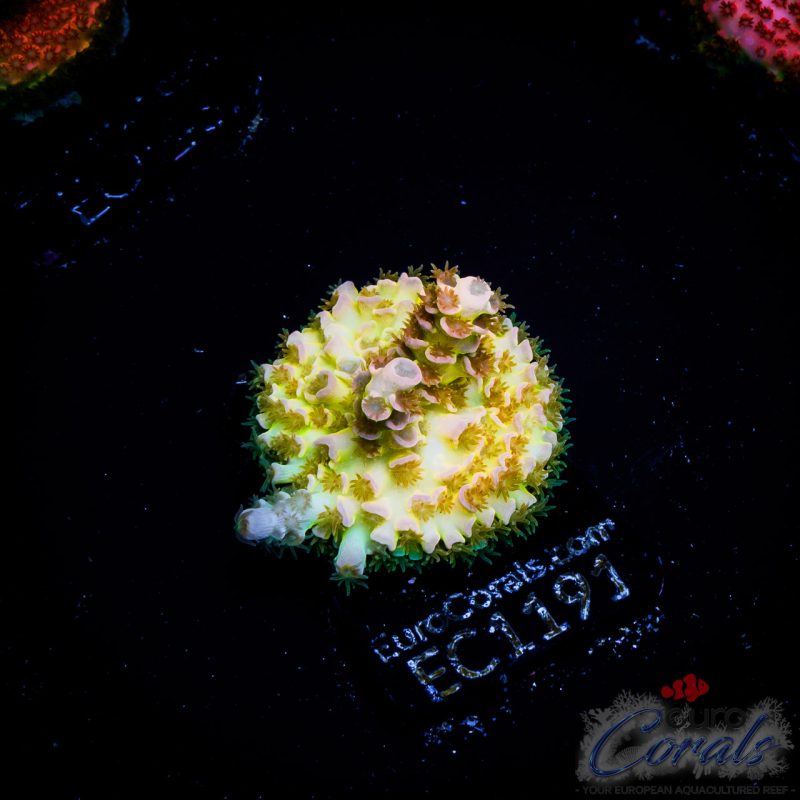 EC Acropora Aquaculture