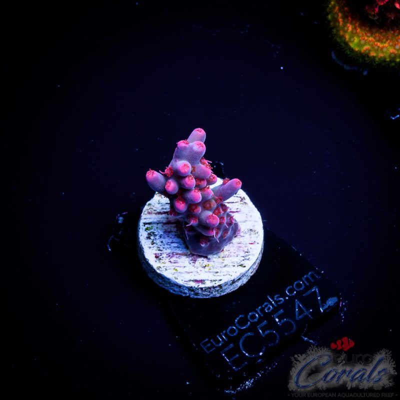 EC Acropora Aquaculture