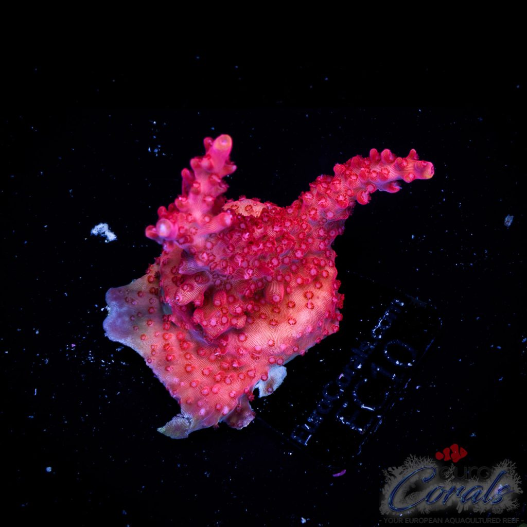 EC Acropora Aquaculture