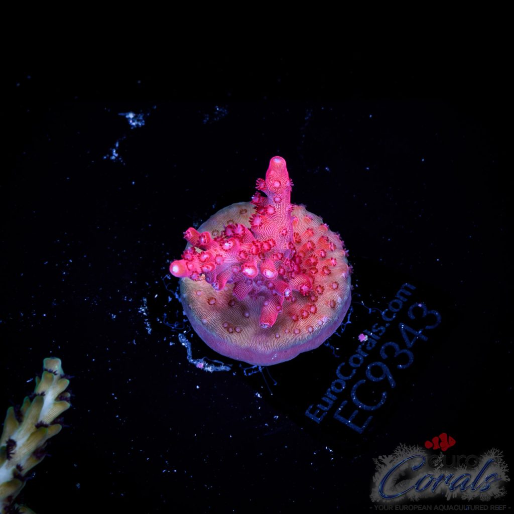 EC Acropora Aquaculture