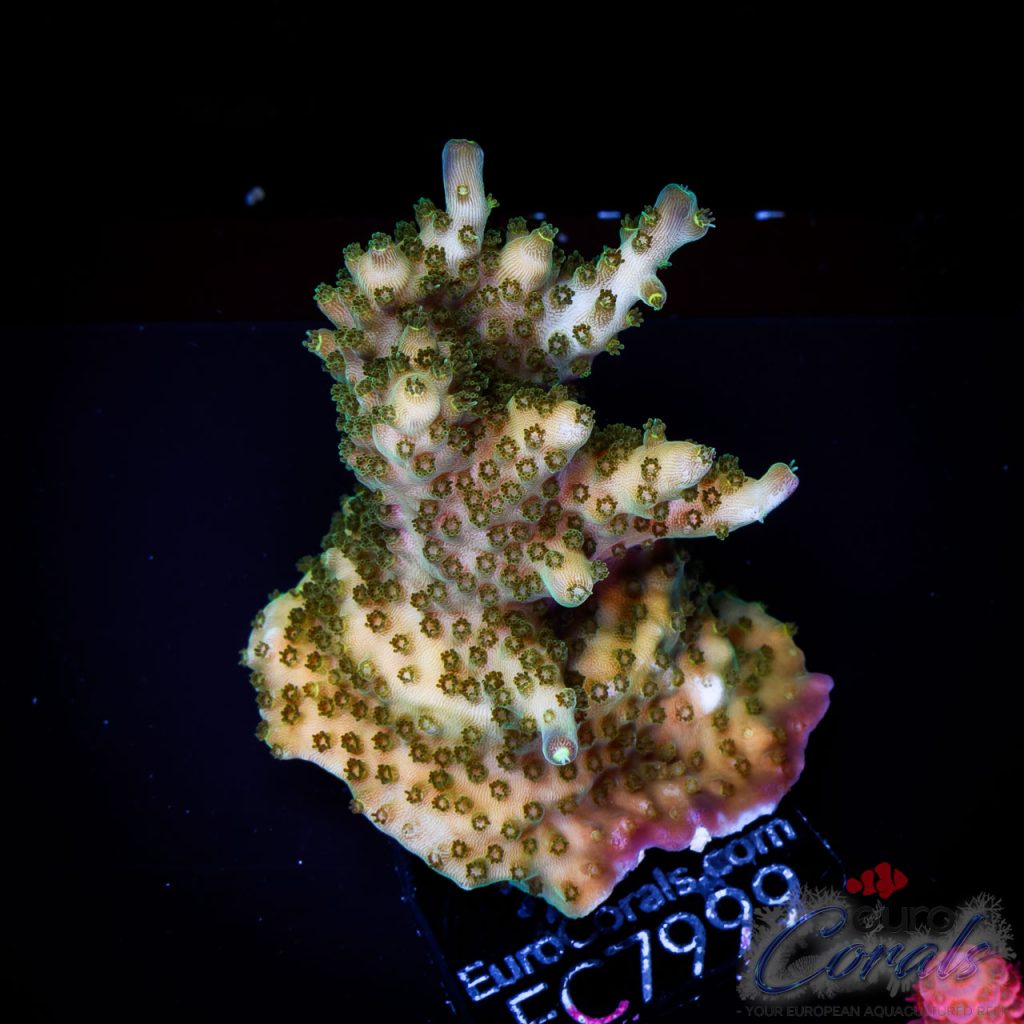 EC Acropora Aquaculture