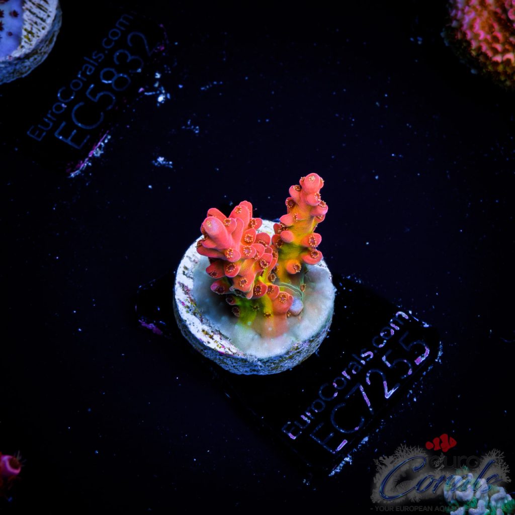 EC Acropora Aquaculture