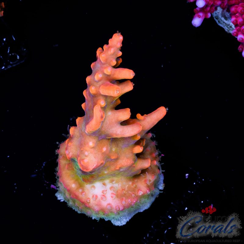 EC Super Orange Tangerine Dream Acro