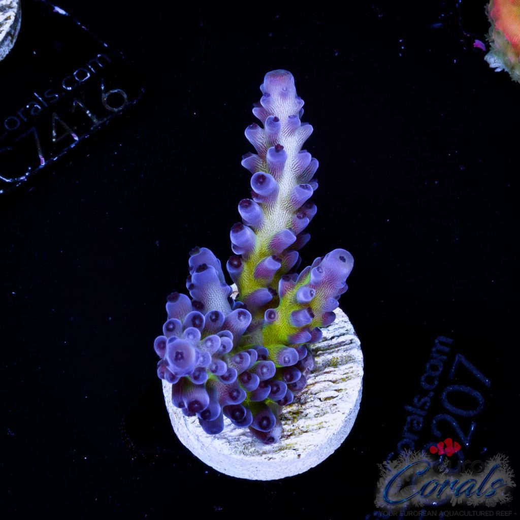 EC Blue Monster Acro