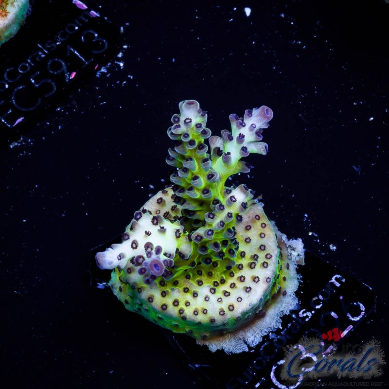 EC Rainbow PearlBerry Acro