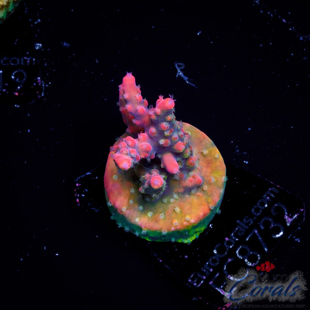 EC FairyLand Acro