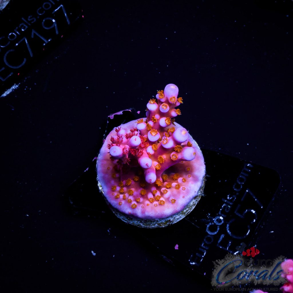 EC Hell2Heaven Acro ER GRAFTED EX